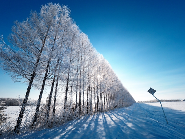 ���Ɨ��s�Ő�i